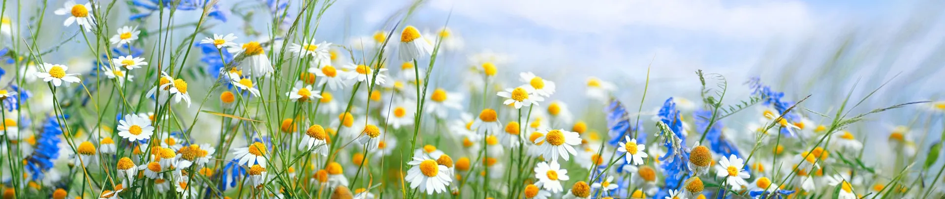 Mooie veldweide met bloemen